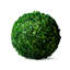 Boxwood Plant in-205586226
