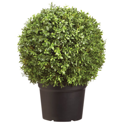 22'' Boxwood Topiary in Pot