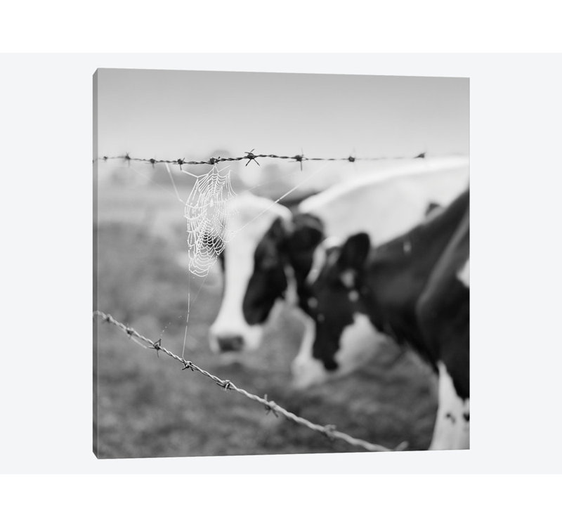 « holstein cow », photographie sur toile, H 26 po x l 26 po x P 1,5 po, Toile tendue, Pas de tapis