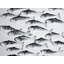 «Grey School of Fish», reproduction sur toile