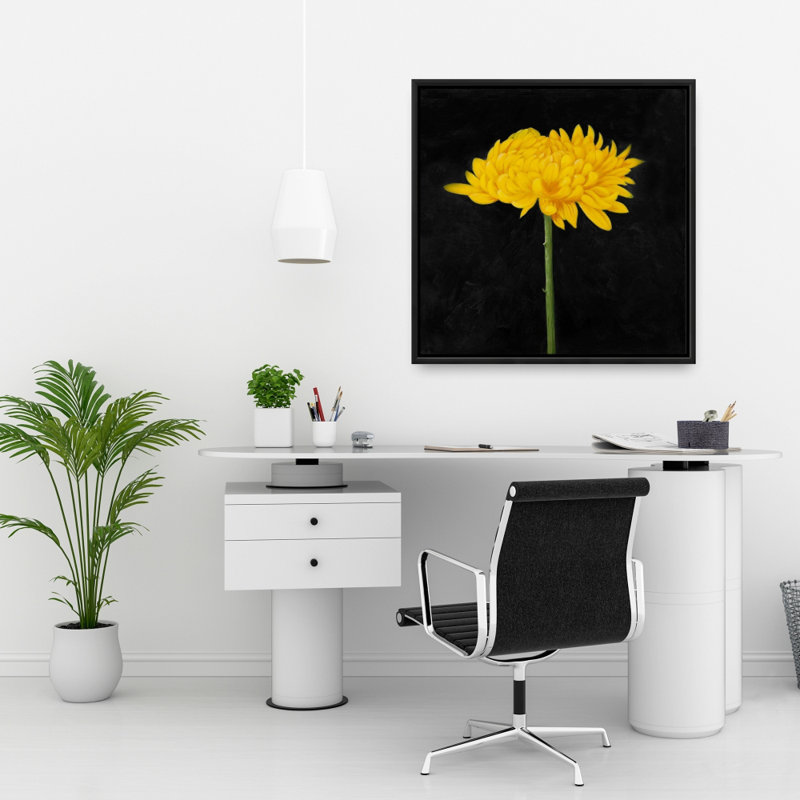 " Chrysanthemum "