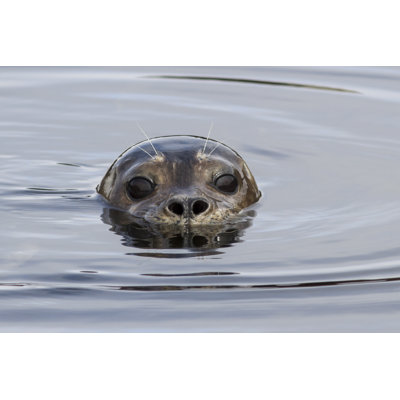 Harbor Seal Head by PilipenkoD - Wrapped Canvas Print