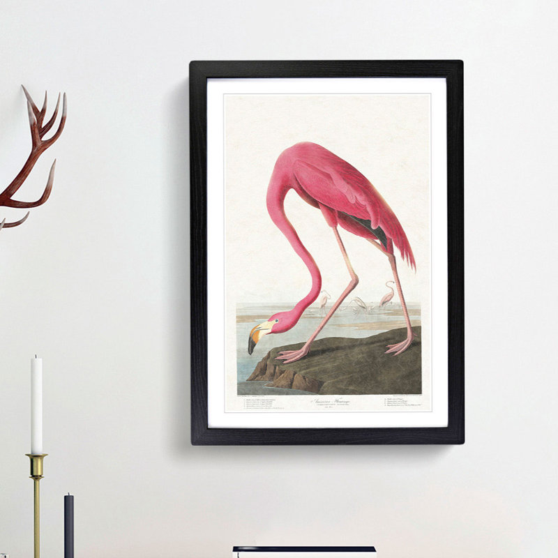 Pink Flamingo by John Audubon - Picture Frame Painting Print on MDF, Black Framed, 65cm H x 48cm W x 2cm D