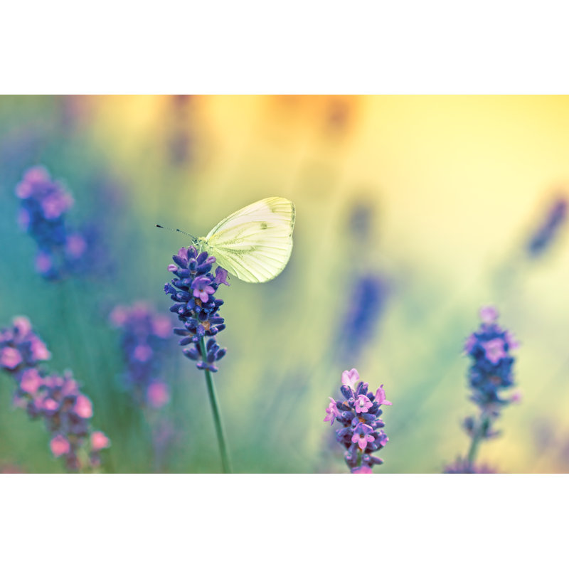Butterfly On Lavender by PhotoIris2021 - Wrapped Canvas Print, 81cm H x 122cm W x 3.8cm D