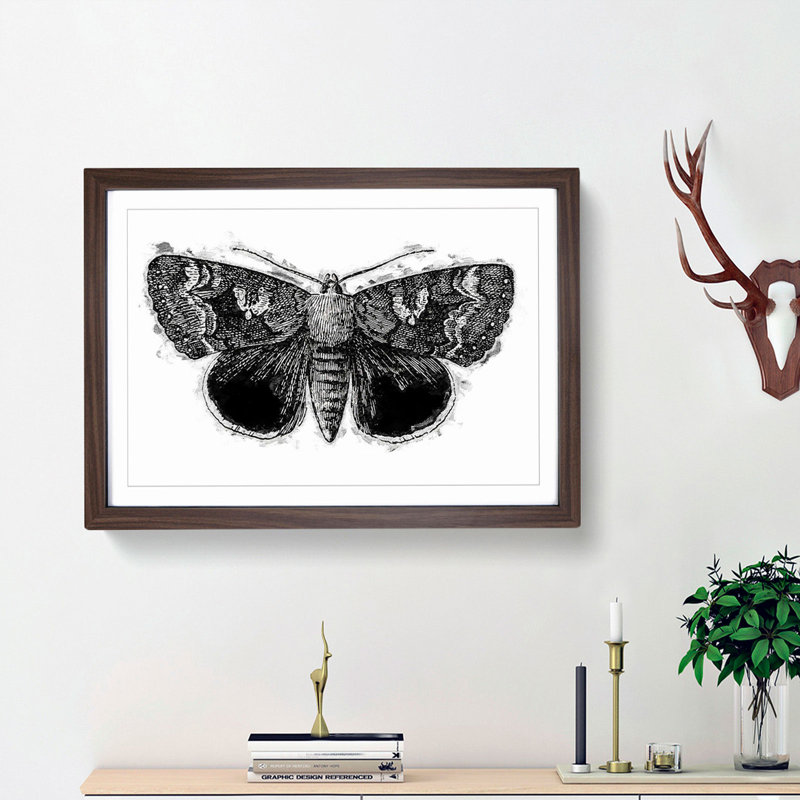 Epione Underwing Moth by S.F. Denton - Picture Frame Painting Print, 36cm H x 48cm W x 2cm D, Walnut Framed