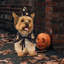 Chien, chat, déguisement d'Halloween, costume de sorcier, cape, sorcière, chapeau