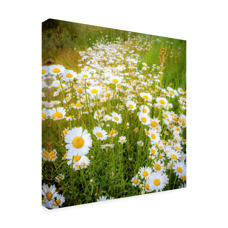 «Daisies In Field» par Dan Ballard - reproduction de photo sur toile