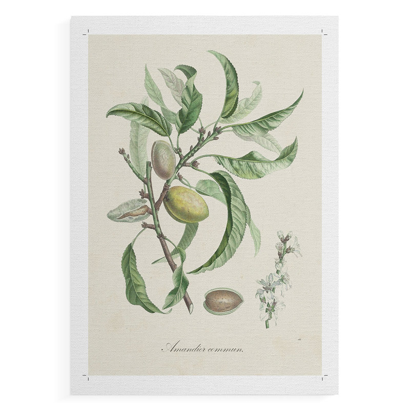 Amande antique botanique IV - impression sur toile seulement - non encadrée