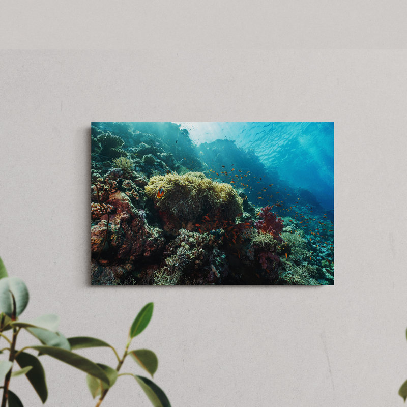 Clownfish Swimming over a Coral Reef, 12" H x 18" W