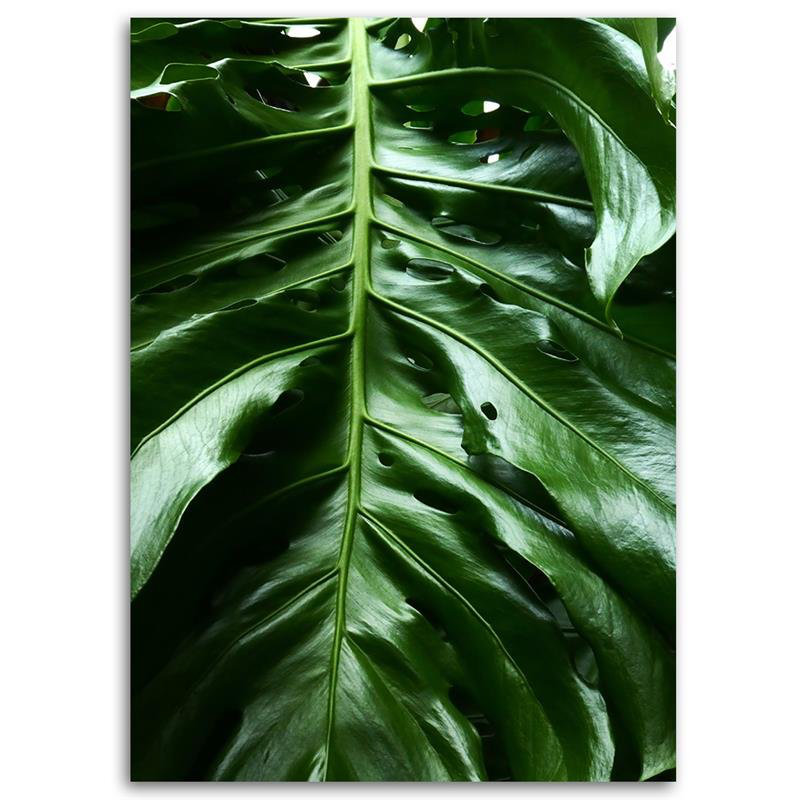 Leinwandbild Glattes Blatt einer Monstera-Pflanze