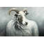Chèvre cachemire - Toile encadrée pour animaux-120127552