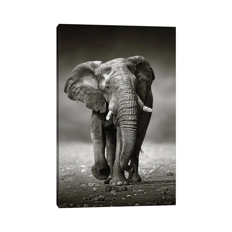 Elephant Approach From The Front by Johan Swanepoel - Wrapped Canvas Print, 30.48 cm H x 45.72 cm W