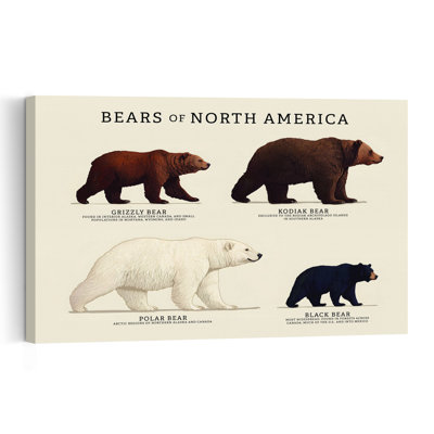 Bears Of North America Vintage Bear Nature Wildlife Wall Art Print