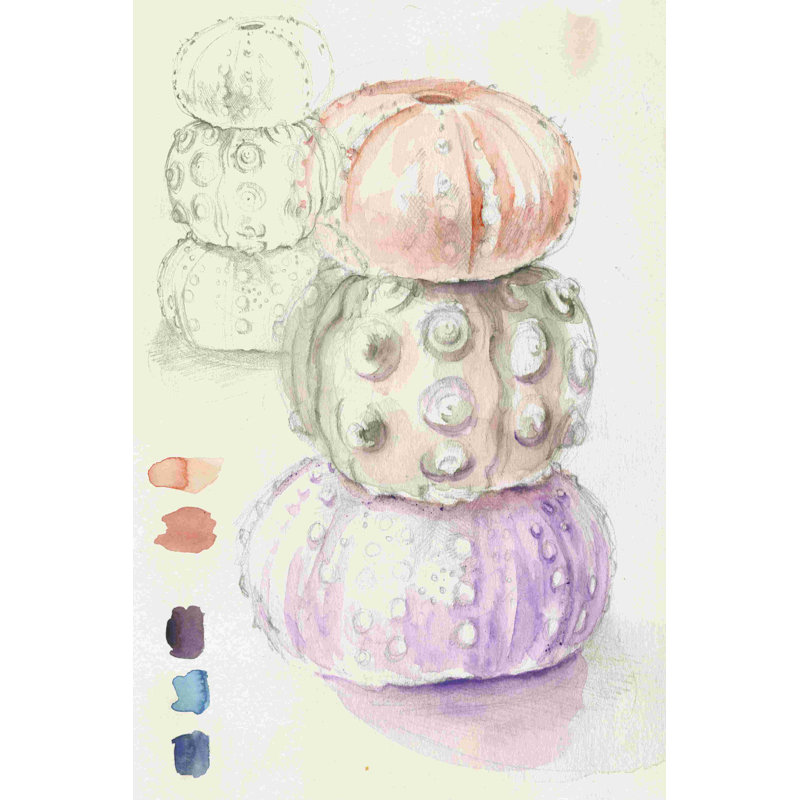 Croquis de l'oursin de mer I, H 18 po x l 12 po