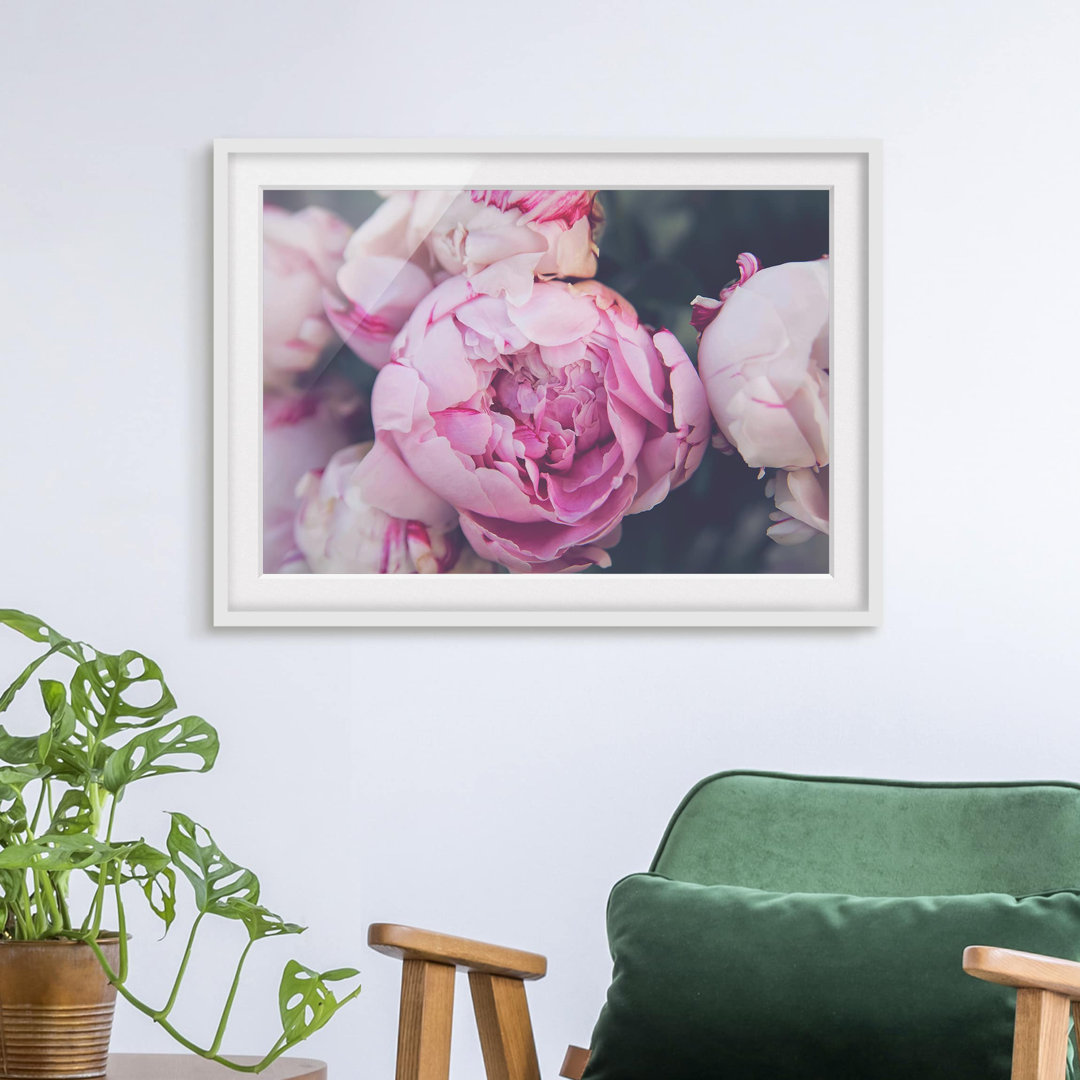 Gerahmtes Poster Peony Blossom Shabby