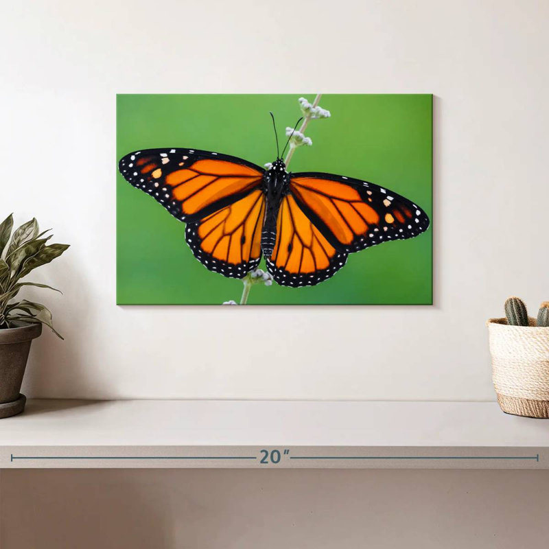 Joli papillon monarque