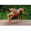 Figurine / sculpture Jayanthi