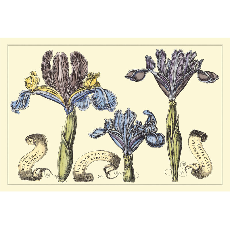 Iris In Bloom II by Langlois - Wrapped Canvas Painting, 30cm H x 46cm W x 3.8cm D