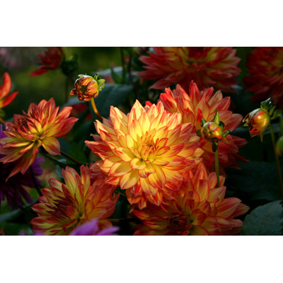 Group of Dahlias in Bloom by Wuka