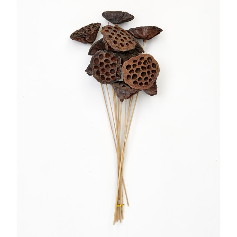 Tige de lotus naturel