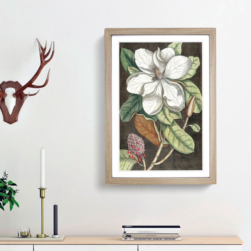 Laurel Magnolia Tree by Mark Catesby - Picture Frame Painting Print, Oak Framed, 36cm H x 27cm W x 2cm D