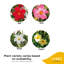 Costa Farms Indoor Mandevilla Grower's Choice House Plant in 10-inch Nursery Pot