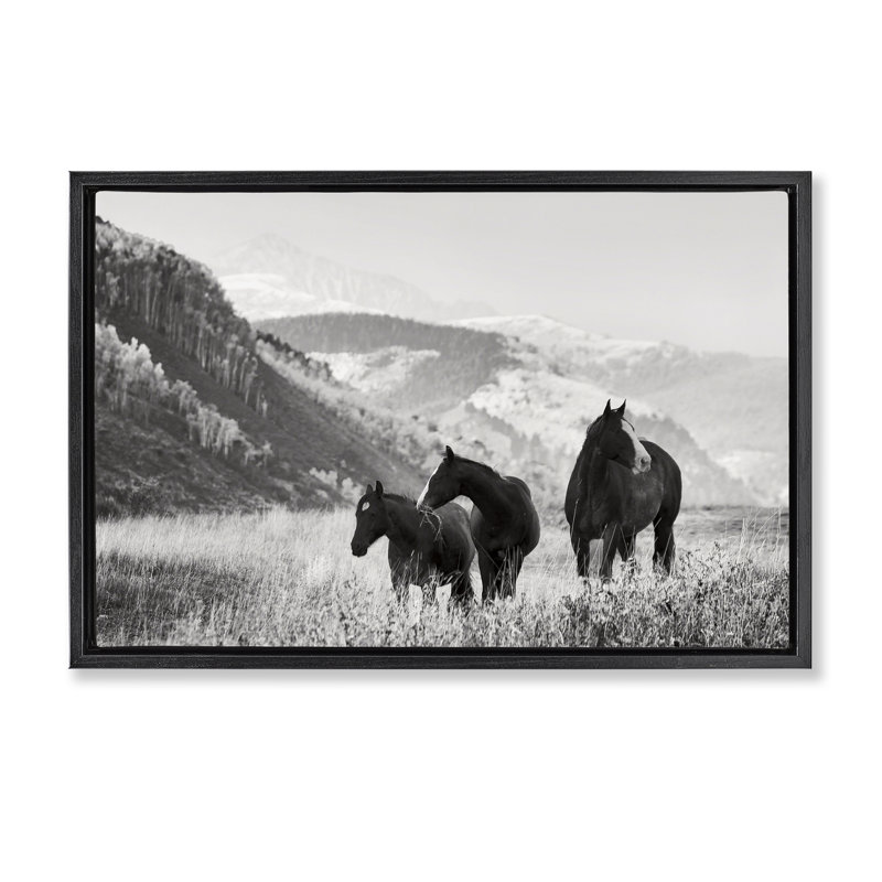 «Horse Trio on Mountainside», art mural encadré par Danita Delimont, H 17 po x l 25 po, Cadre flottant noir de jais