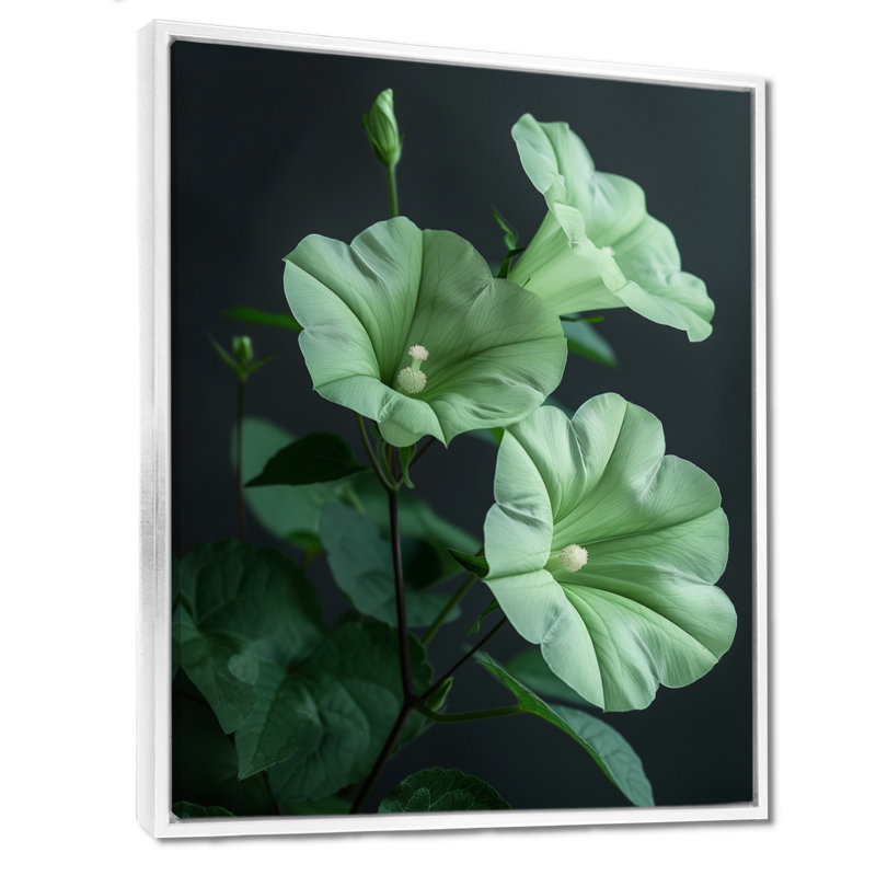 «Green Garden Meadow Morning Glory Photo I - Morning Glory», art mural salon, Cadre flottant blanc, H 30 po x l 40 po