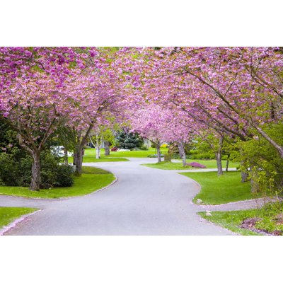 " Beautiful Cherry Tree Lane "