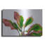 «Botanical» par Dennis Frates-100551104