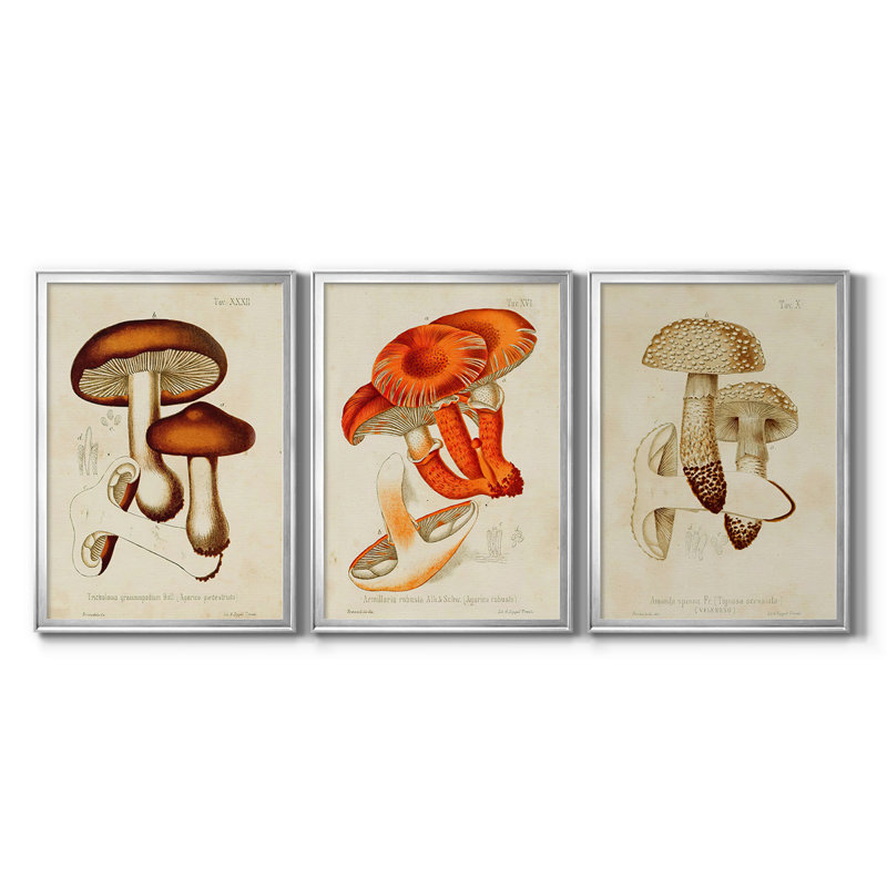 Mushroom Variétés VI - Toile tendue avec châssis sur mesure - 3 pièces, H 27 po x l 39 po, Argent argent