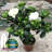 Cold Hardy Gardenia Jasminoides Live Plant - Healthy Rooted Flowering Tree, 1 Count, Intense Sweet Fragrance, Drought Tolerant for Outdoor Yard & Landscape