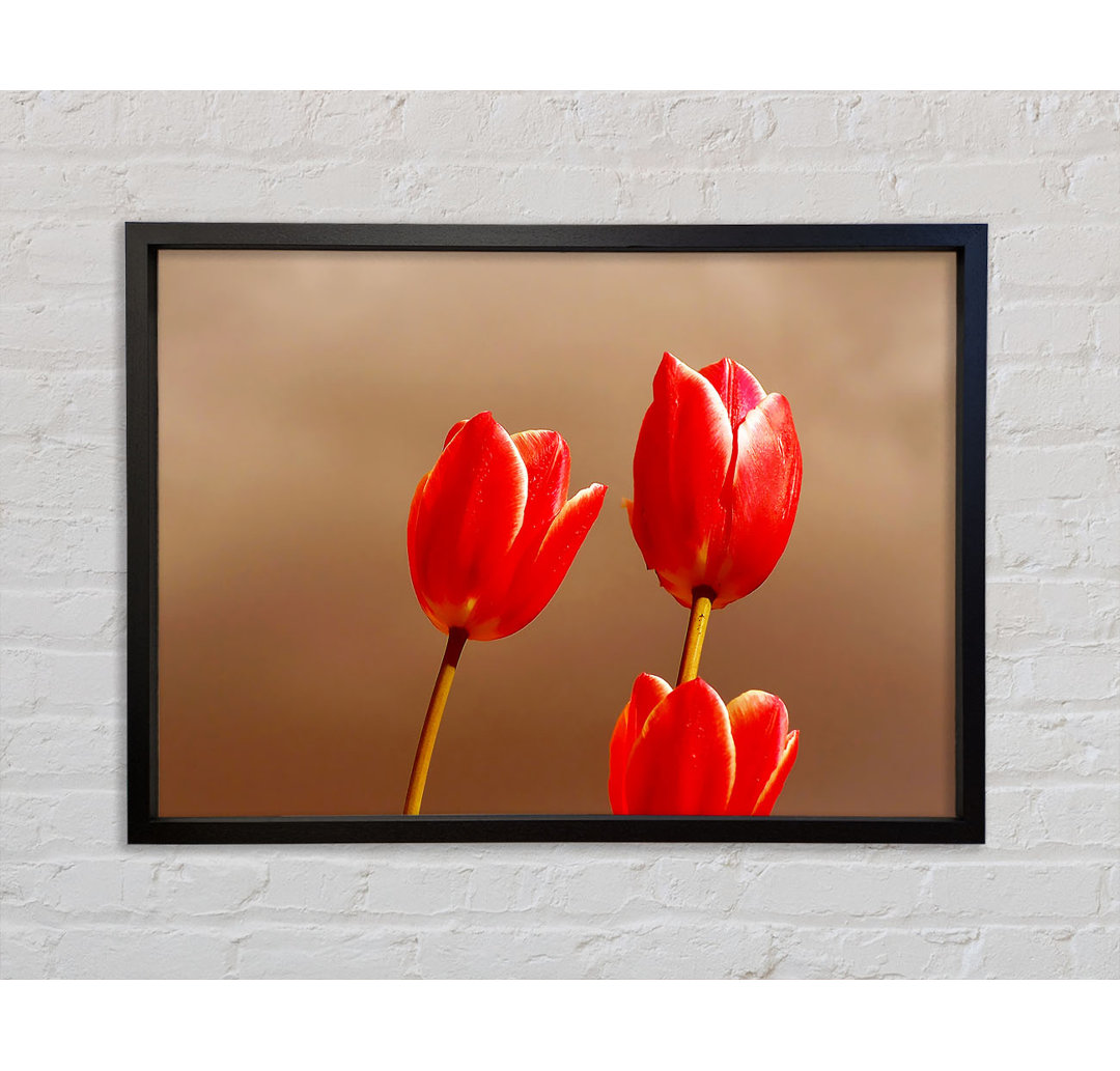 Rote Tulpe Trio - Druck