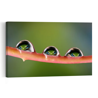 Frogs In Water Drops Contemporary Frog Wall Art Print