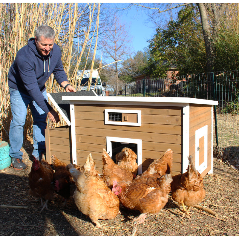 Brown and White Wooden Chicken Coop with Nesting Box