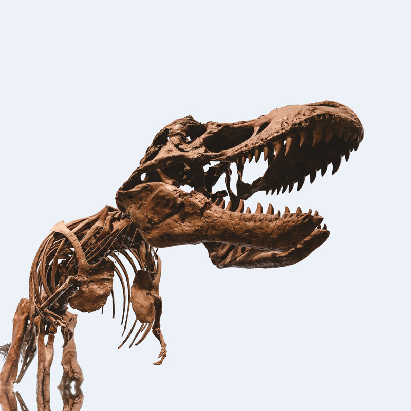 Sweet Dino - Wrapped Canvas Print, 122cm H x 122cm W x 3.8cm D