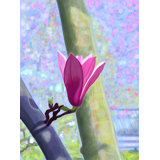 Magnolia Blossom Print by Evan Sklar