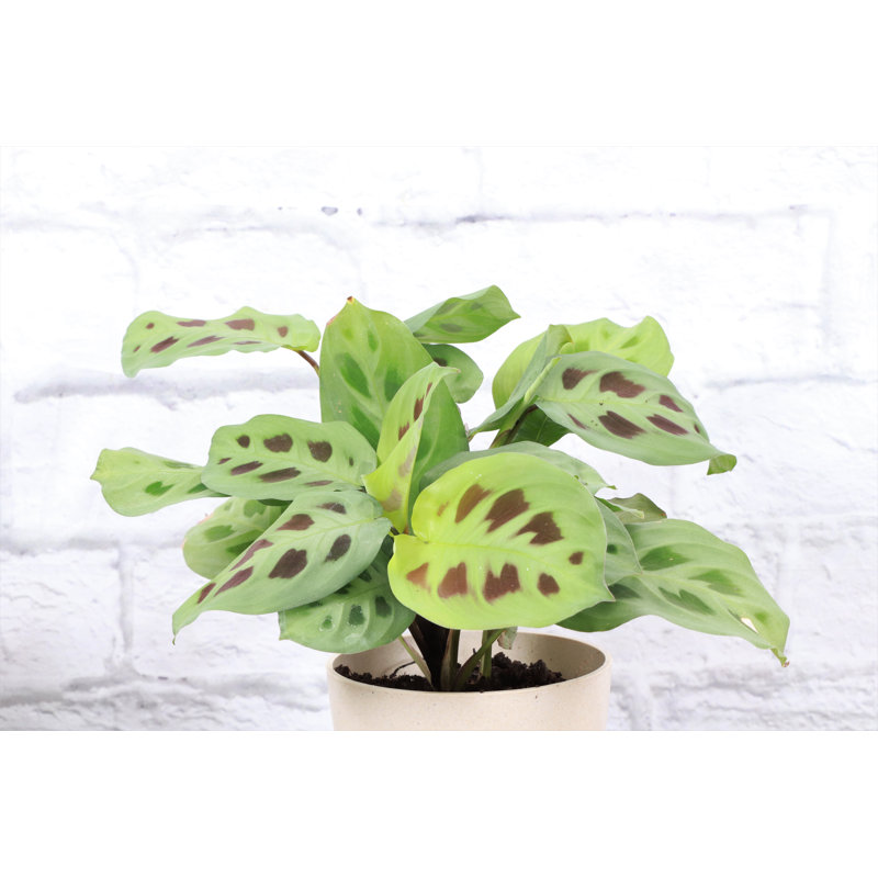 Mint Green Prayer Plant with Reddish Brown Tracks in Black Hanging Pot