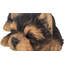 Yorkshire Terrier Puppy Sleeping Statue