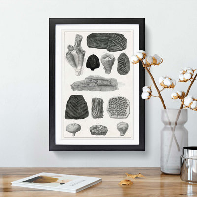 Collection of Fossils by Oliver Goldsmith - Picture Frame Drawing Print