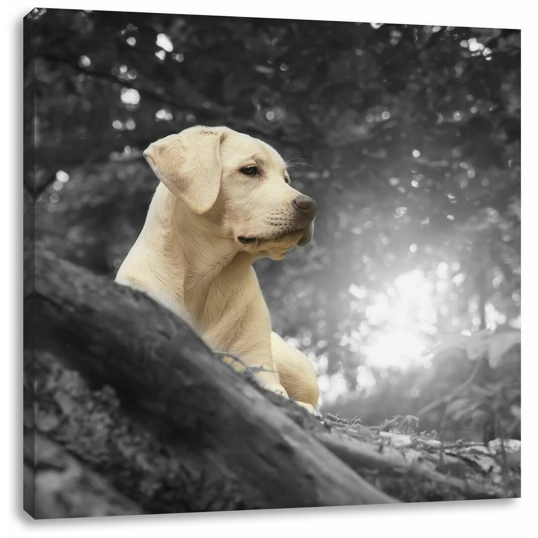 Leinwandbild Labrador Welpe im Wald