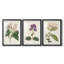 Antique Botanical Collection-369162315