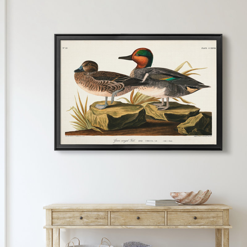 Vert sarcelle ailé - reproduction d'art sur toile, H 30,5 po x l 42,5 po x P 1,5 po, Noir