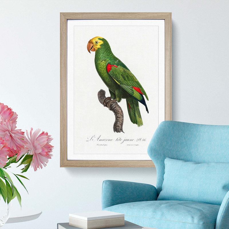 Yellow-Crowned Amazon Parrot by F. Levaillant - Picture Frame Graphic Art Print, 36cm H x 27cm W x 2cm D, Oak Framed