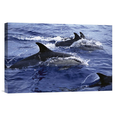 " Common Dolphin Pod Swimming At Surface "