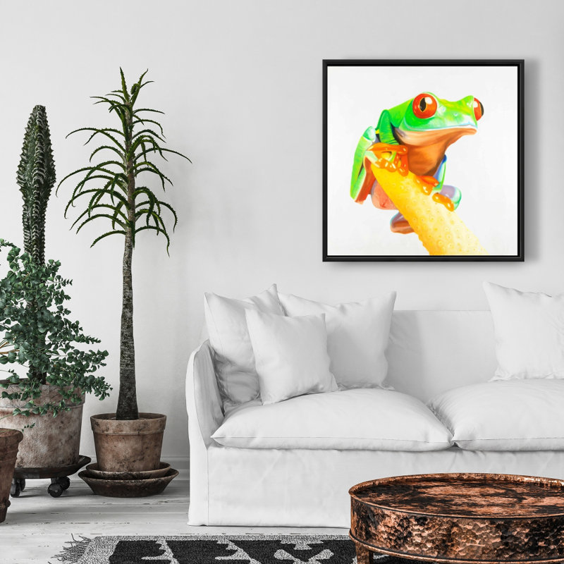 " Curious Red Eyed Frog "