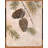 Rustic Pine Cones-899627114
