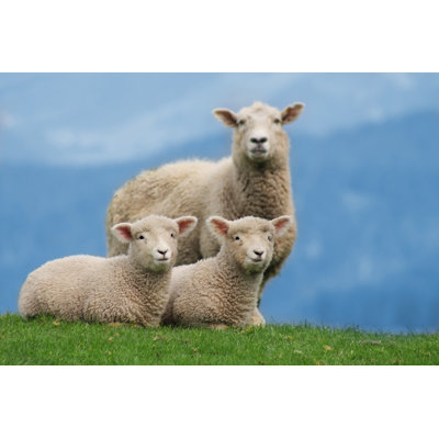 «Sheep Family» par Geebshot - Photographie sur toile tendue