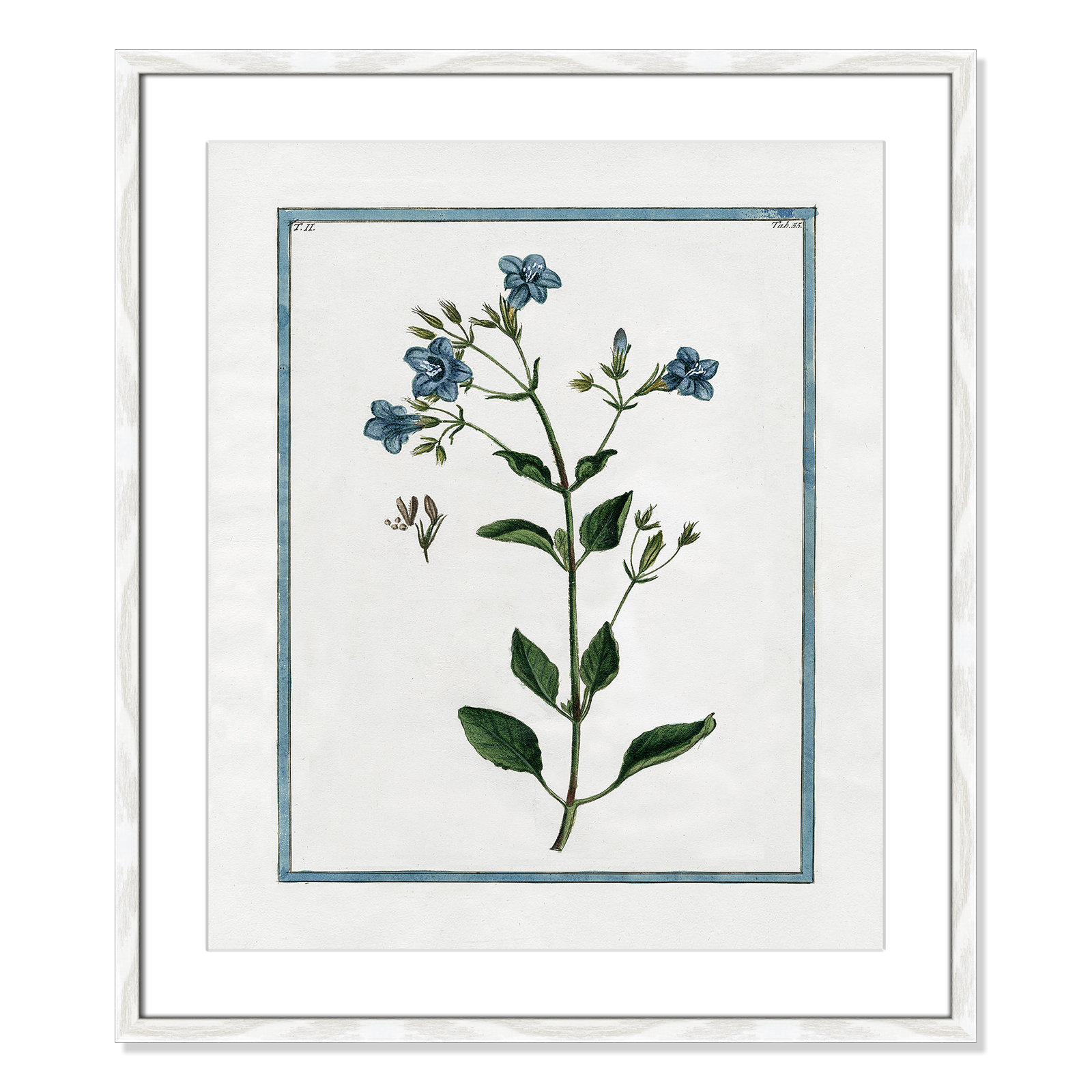 Shabby Elegance Botanical II - Framed Art, 21.5" W x 25.5" H, White Framed