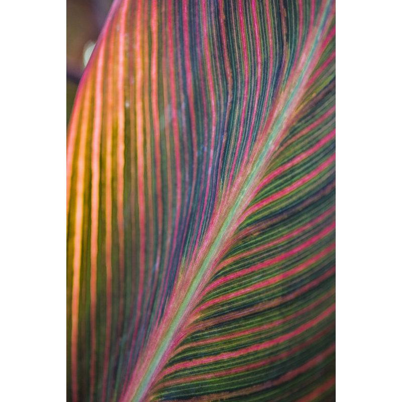 Canna Lily Leaves II - impression sur toile tendue, H 18 po x l 12 po